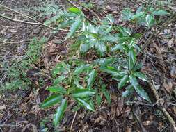 Image of Neolitsea acuminatissima (Hayata) Kaneh. & Sasaki