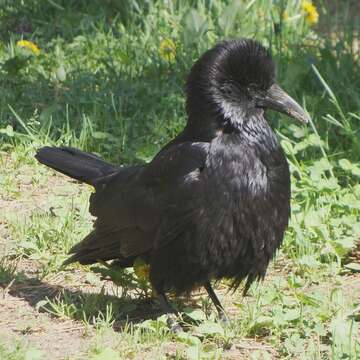 Image of Carrion Crow