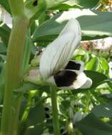 Image of Broad Bean