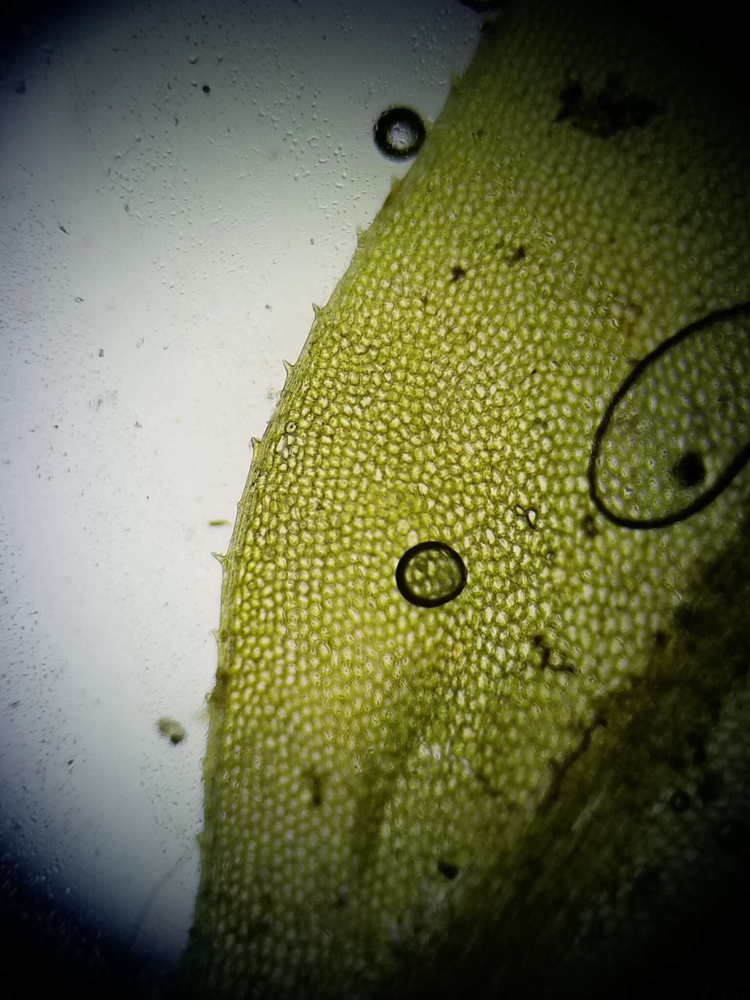 Image of intermediate plagiomnium moss