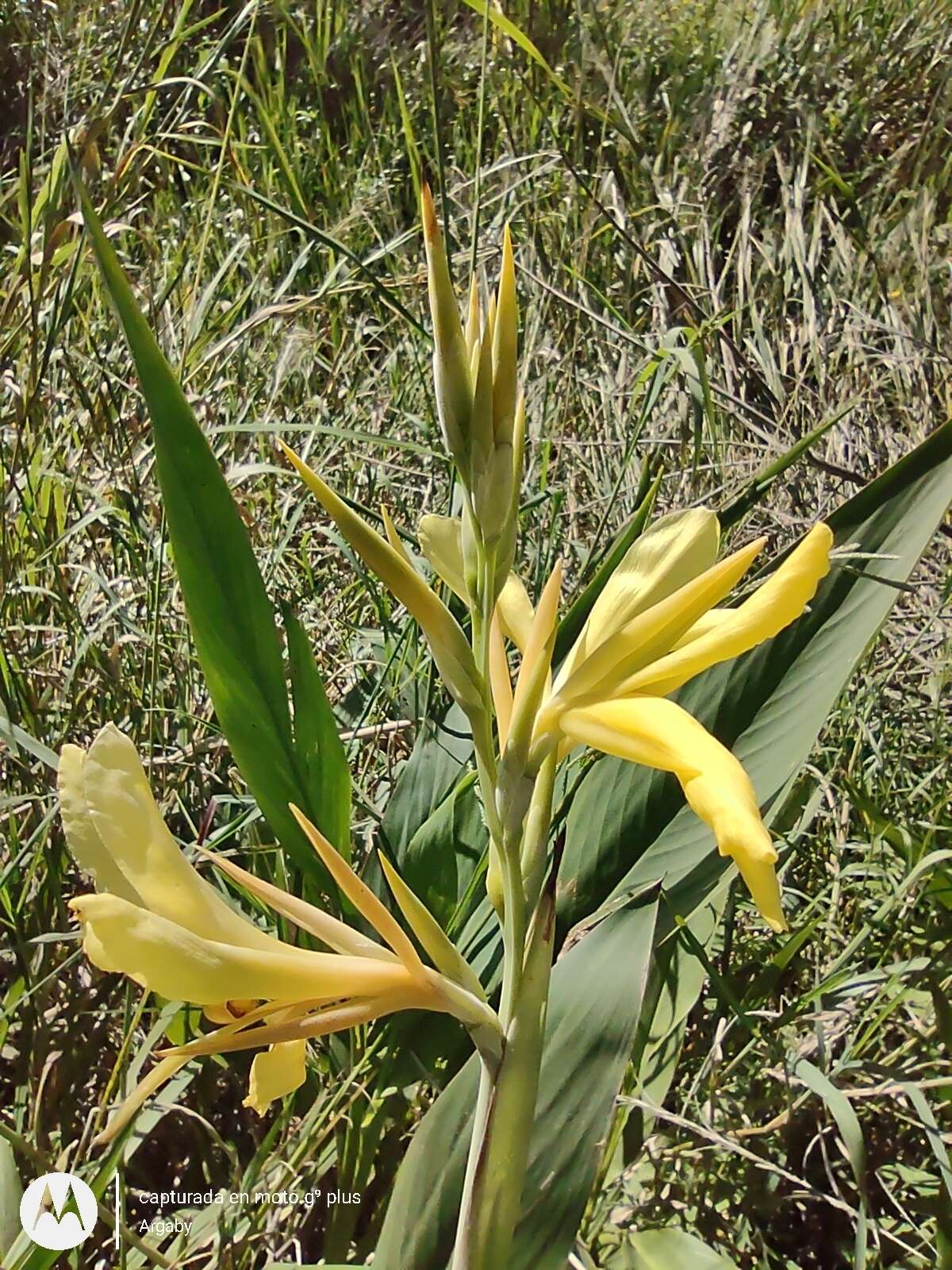 Imagem de Canna glauca L.