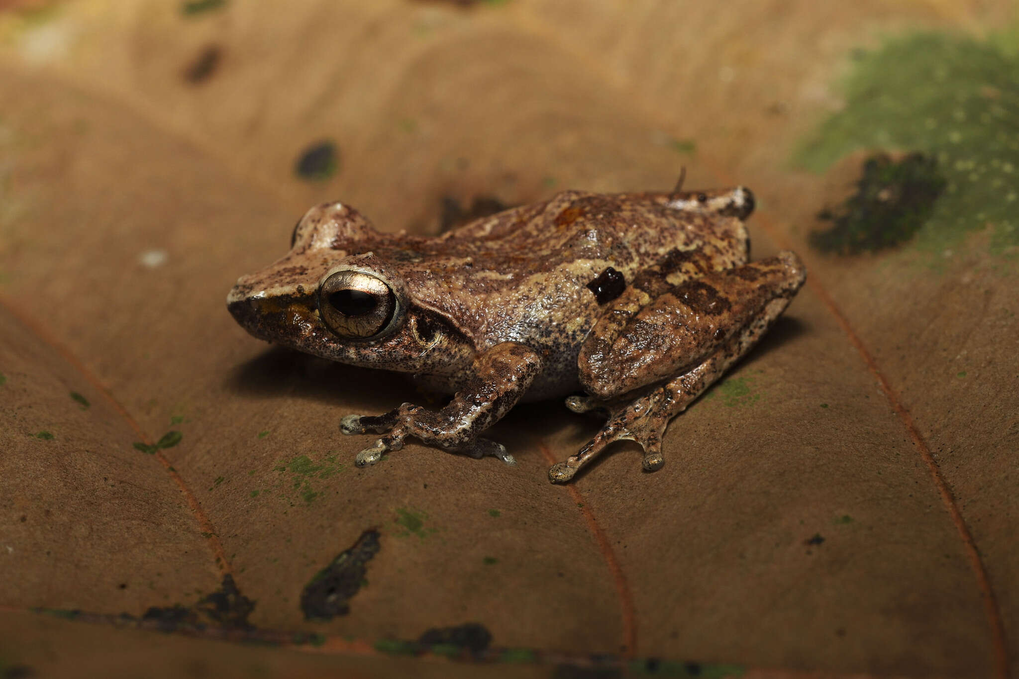 Imagem de Pseudophilautus folicola (Manamendra-Arachchi & Pethiyagoda 2005)