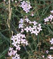 Image of Stenotis brevipes (Rose) Terrell