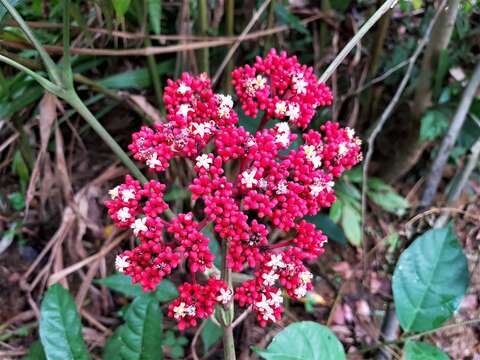 Leea guineensis G. Don resmi