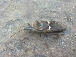 Image of western leaf-footed bug