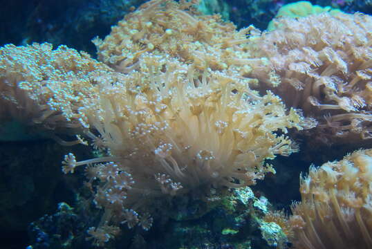 Image of Flowerpot corals