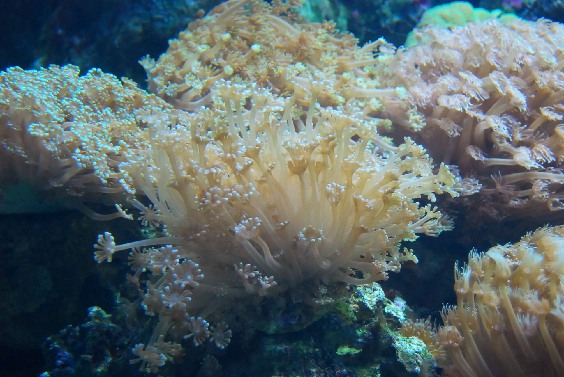 Image of Flowerpot corals