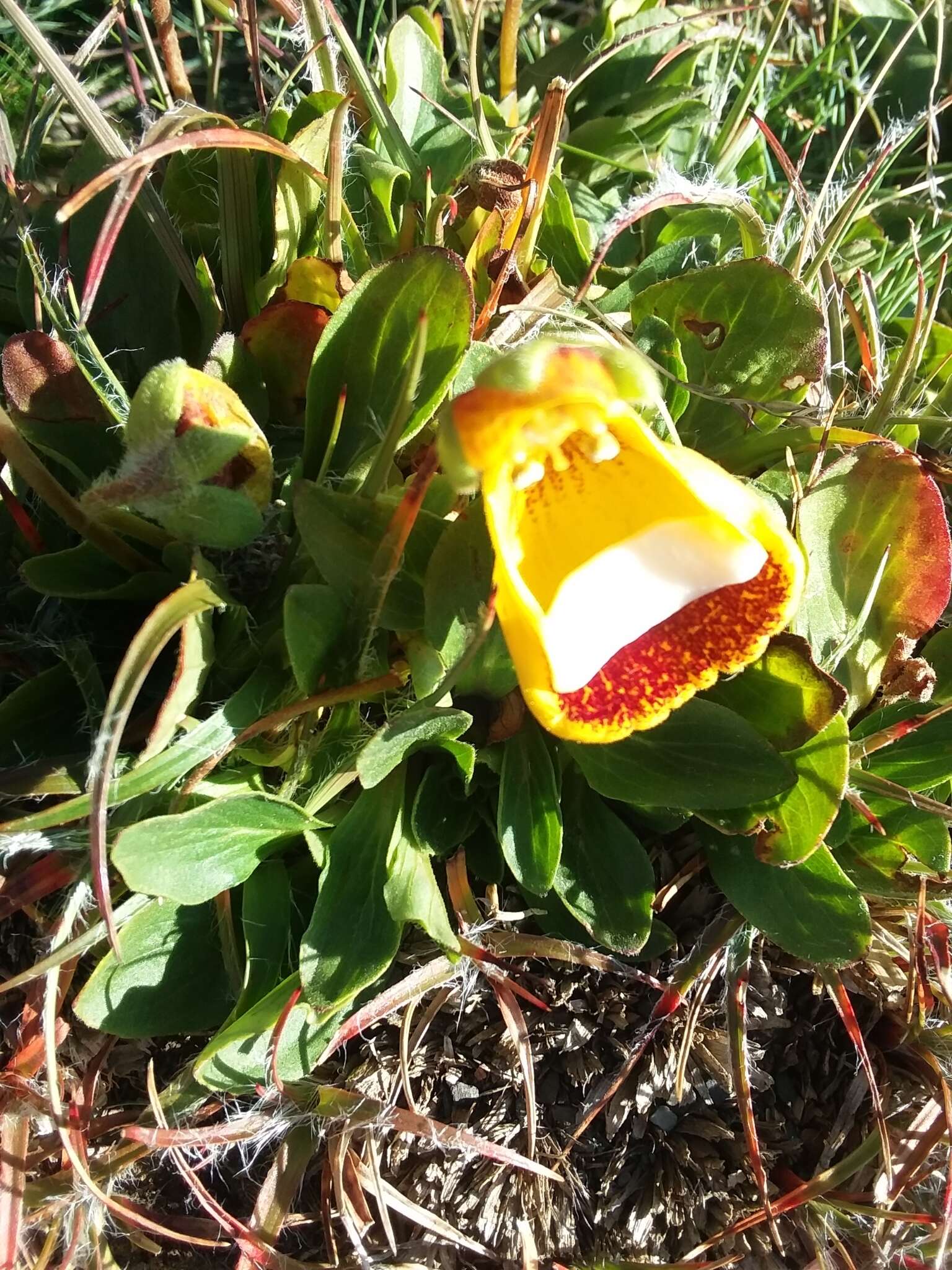 Image of Calceolaria uniflora Lam.