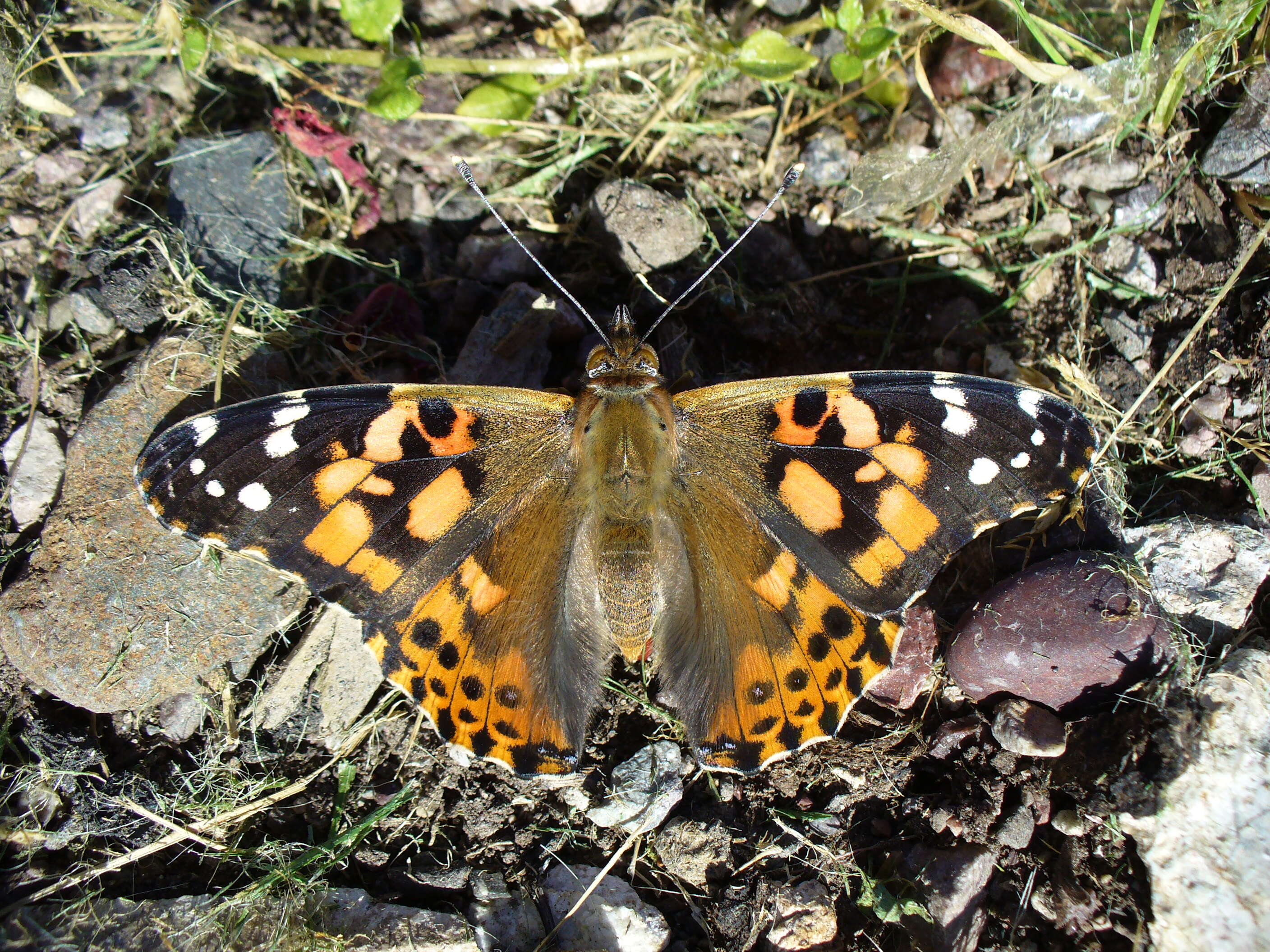 Image of Vanessa cardui