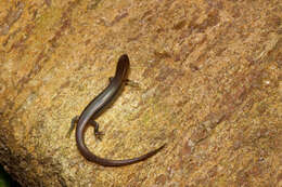 Image of Peters' Tree Skink