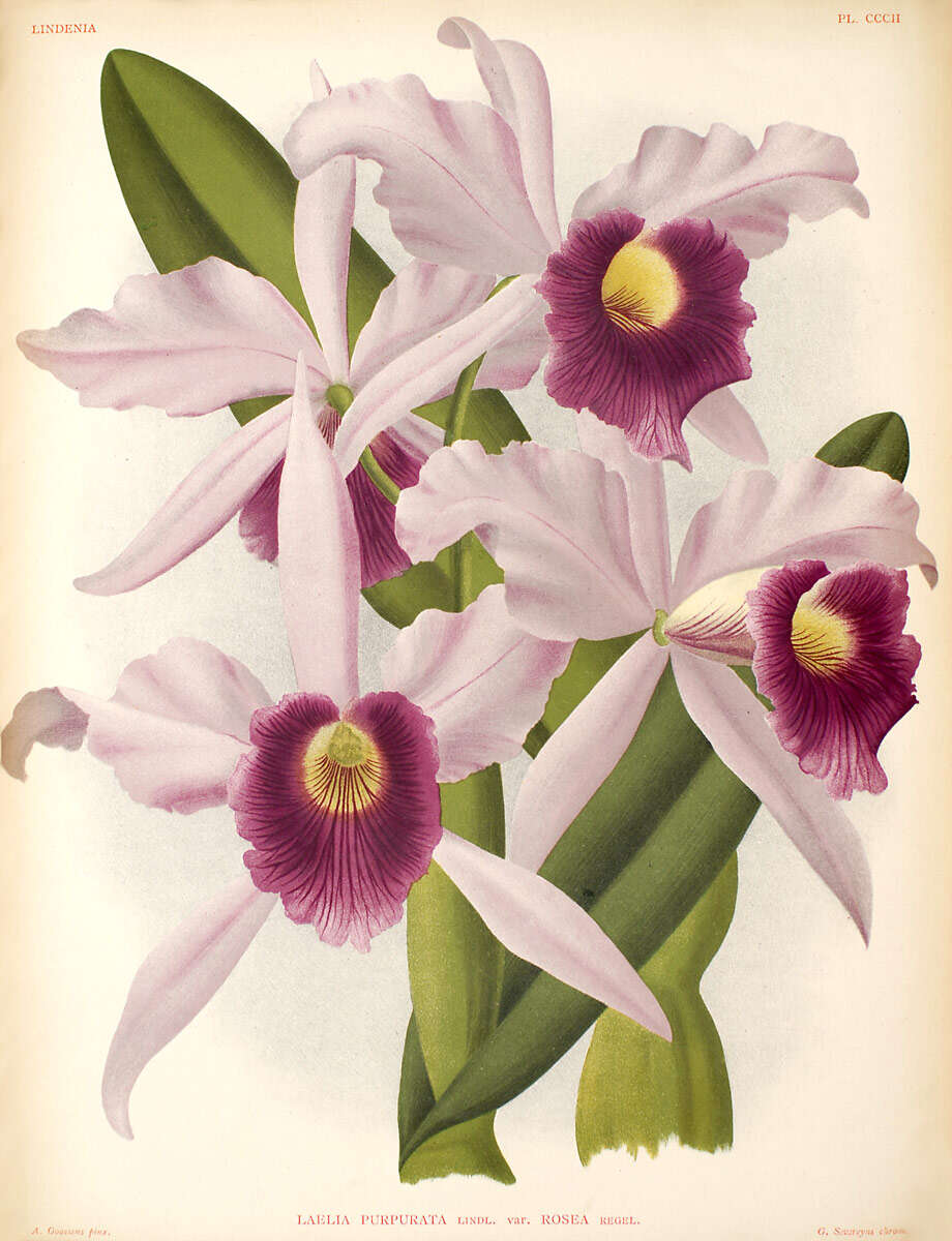 Image of Cattleya purpurata (Lindl. & Paxton) Rollisson ex Lindl.