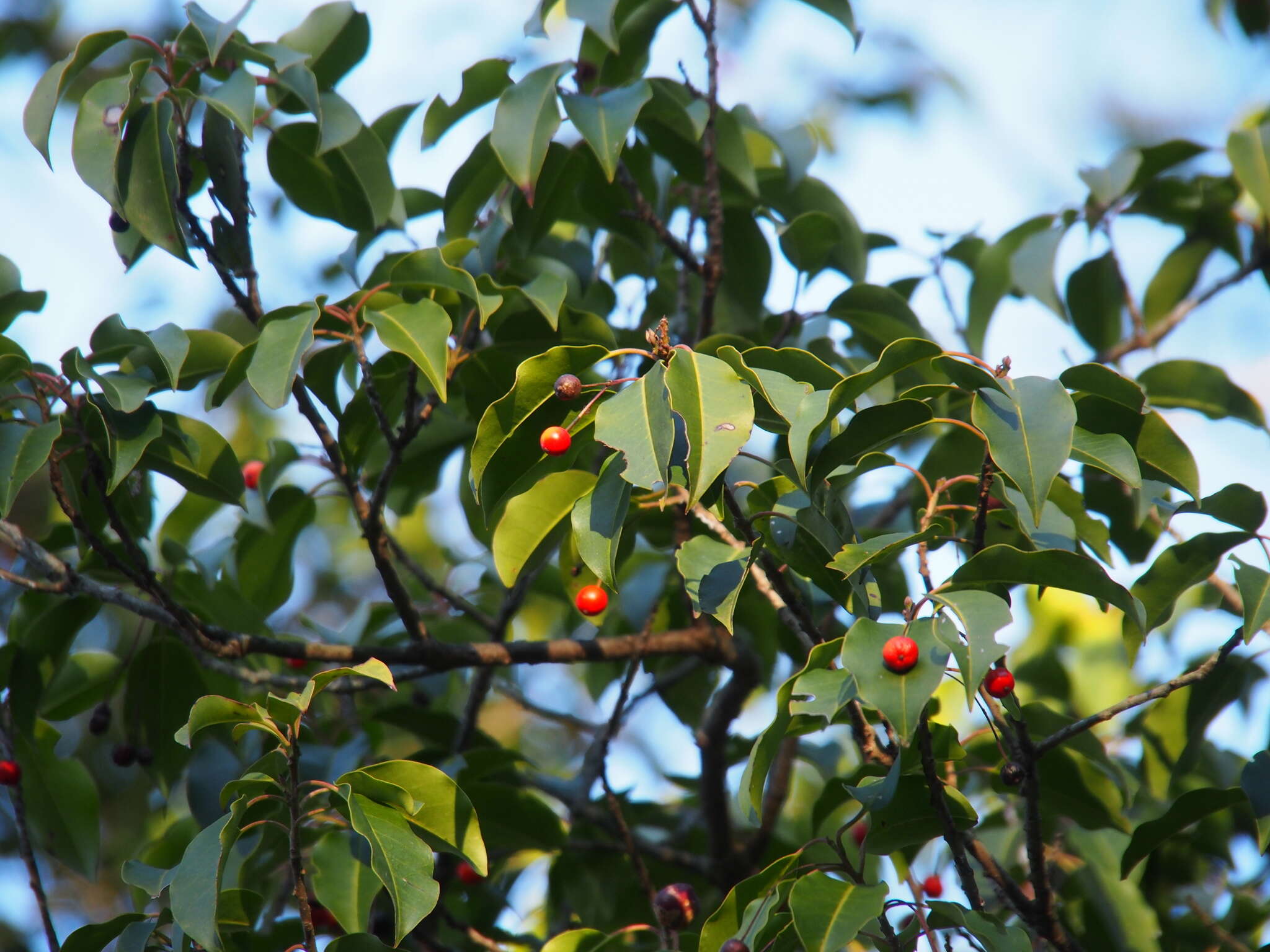 Image de Ilex pedunculosa Miq.