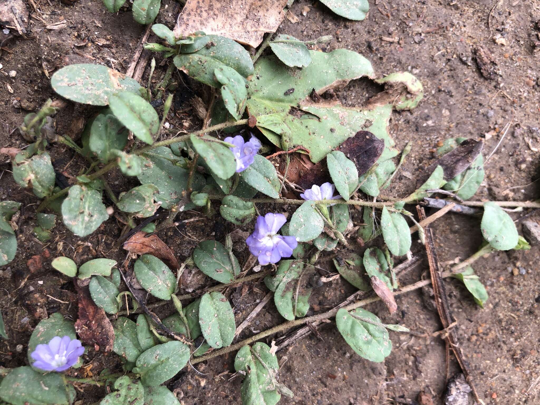 Image of Dwarf Bindweed