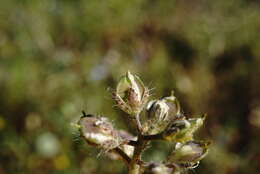 Plancia ëd Alyssum minutum Schlecht. ex DC.