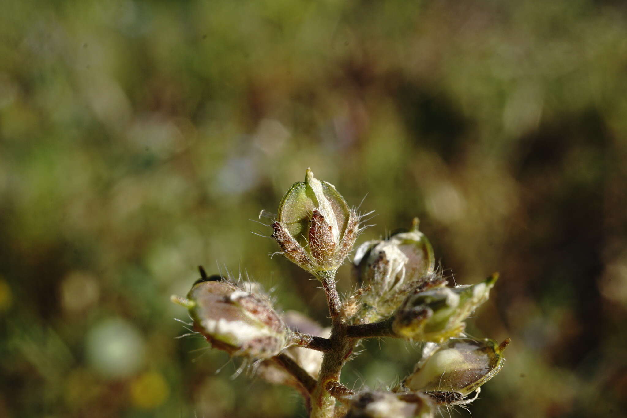 Sivun Alyssum minutum Schlecht. ex DC. kuva