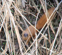 Image of Siberian Weasel