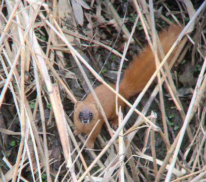 Image of Siberian Weasel