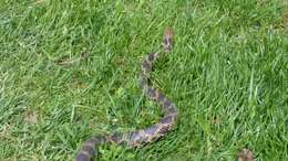 Image of Eastern Fox Snake