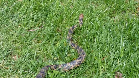 Image of Eastern Fox Snake