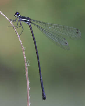 Image of Jungle Threadtail