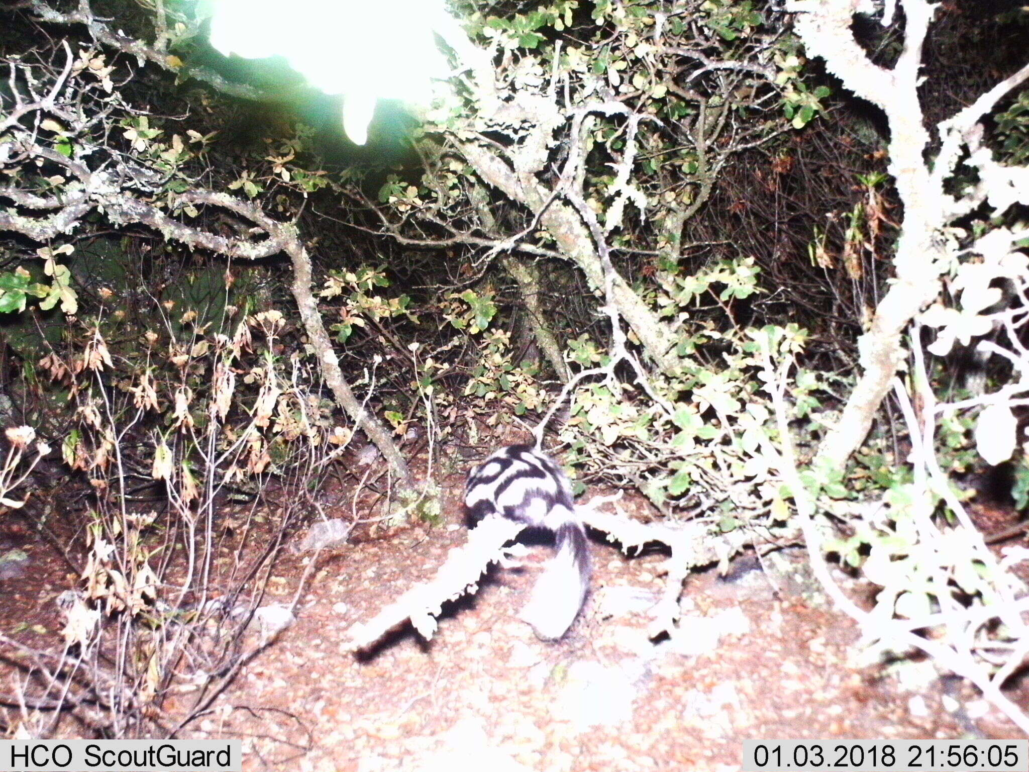 Image of Western Spotted Skunk