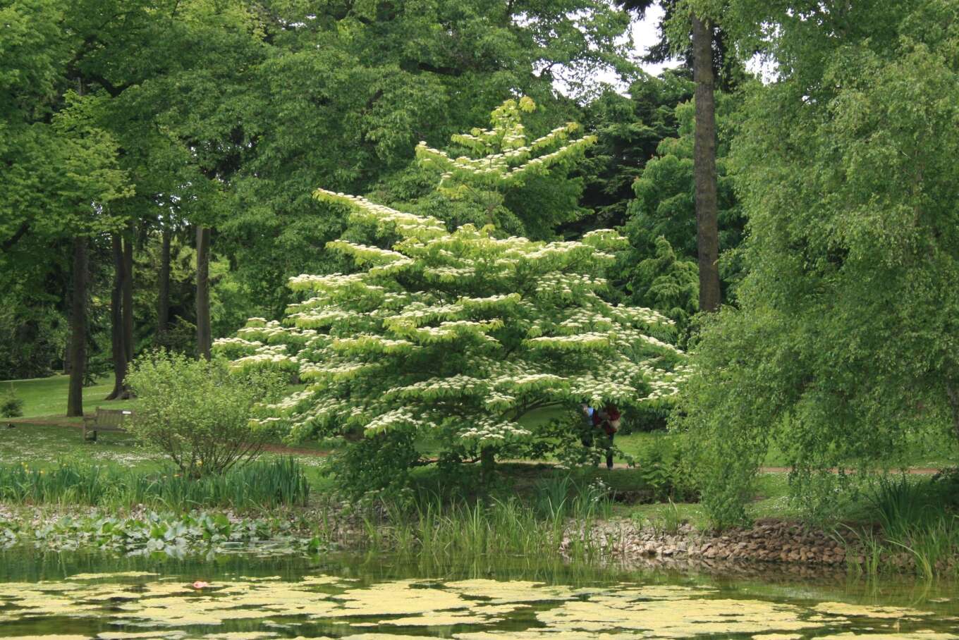 Image of giant dogwood