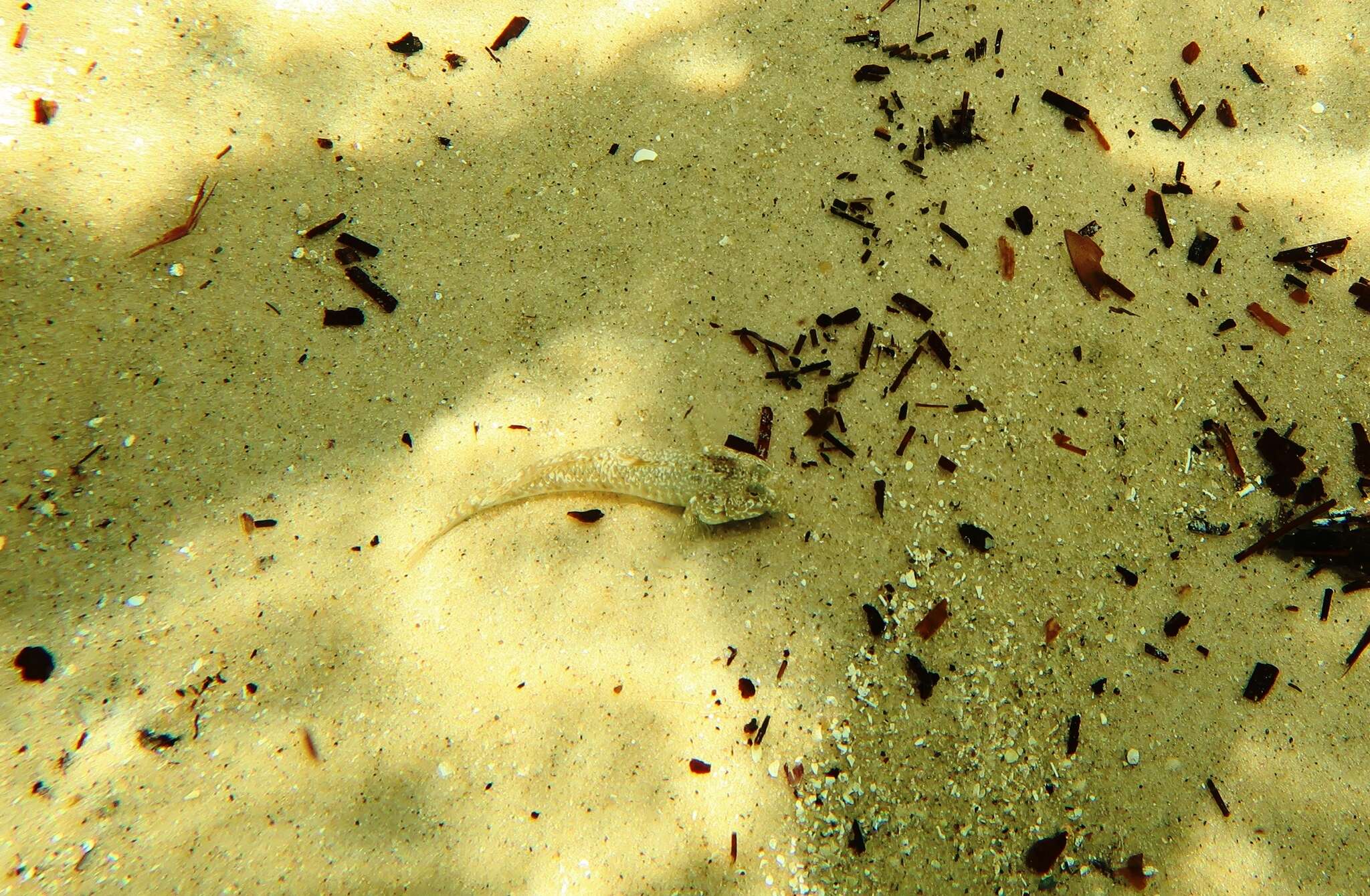 Image of Long finned goby