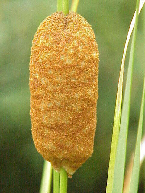 Image of graceful cattail