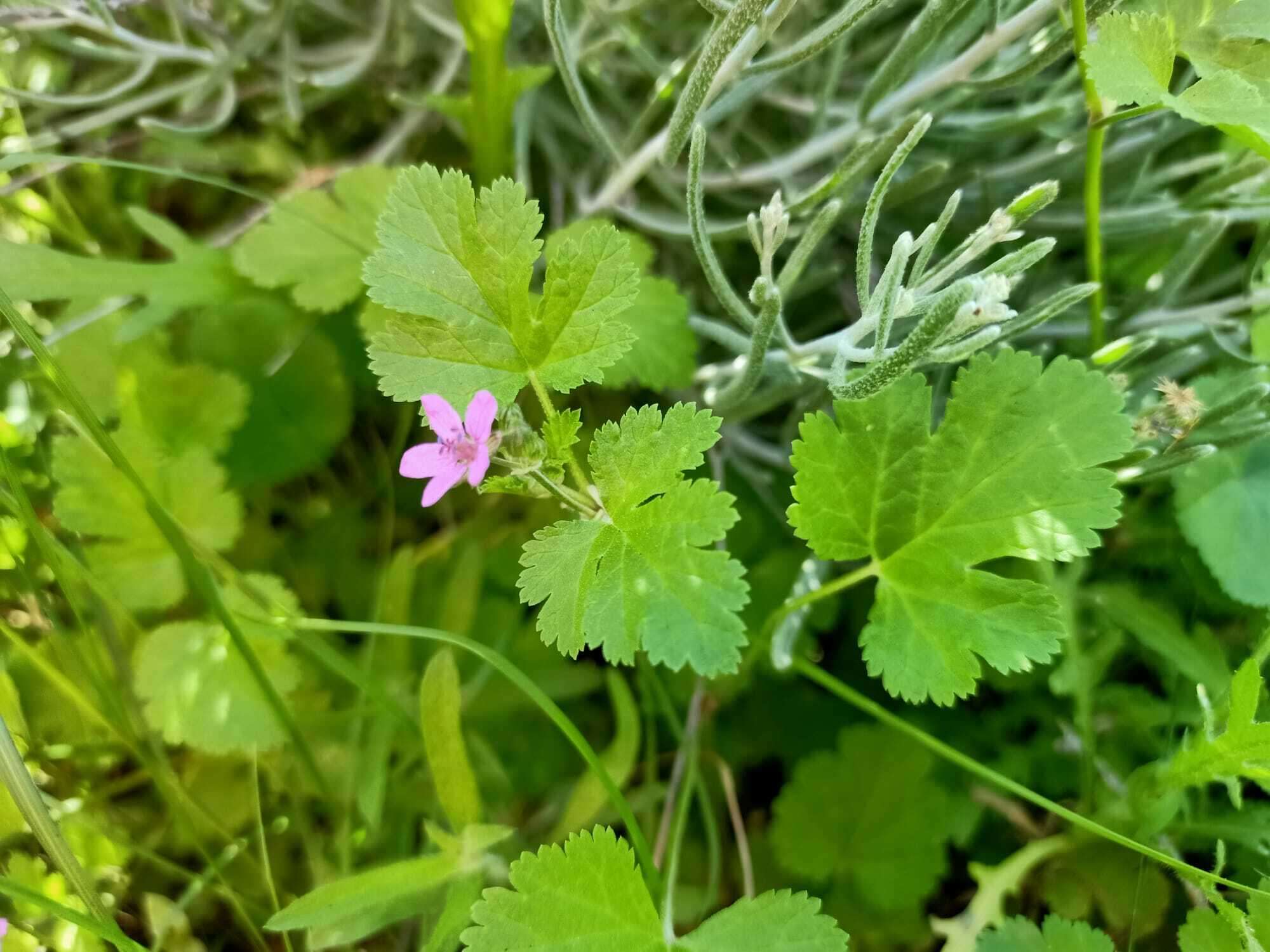 Image of Erodium chium (Burm. fil.) Willd.