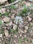 Image of Cordilleran Valerian