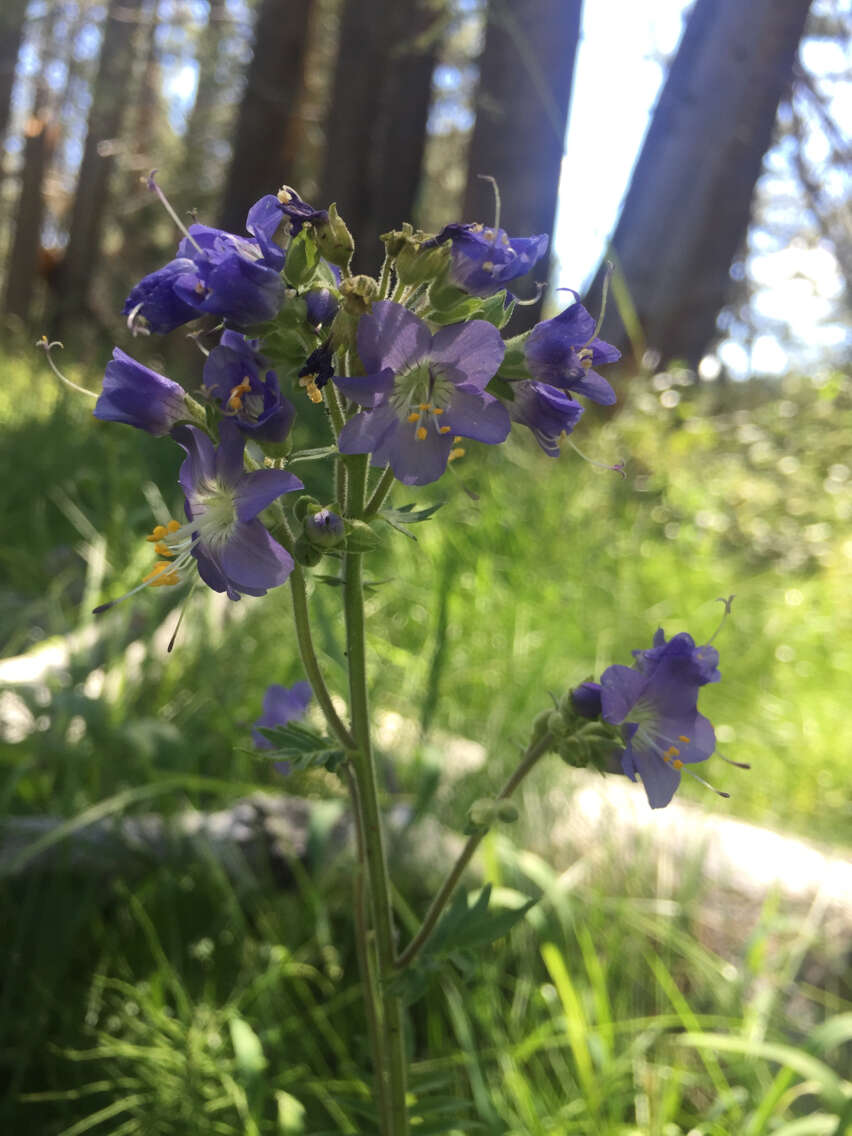 Polemonium occidentale subsp. occidentale的圖片