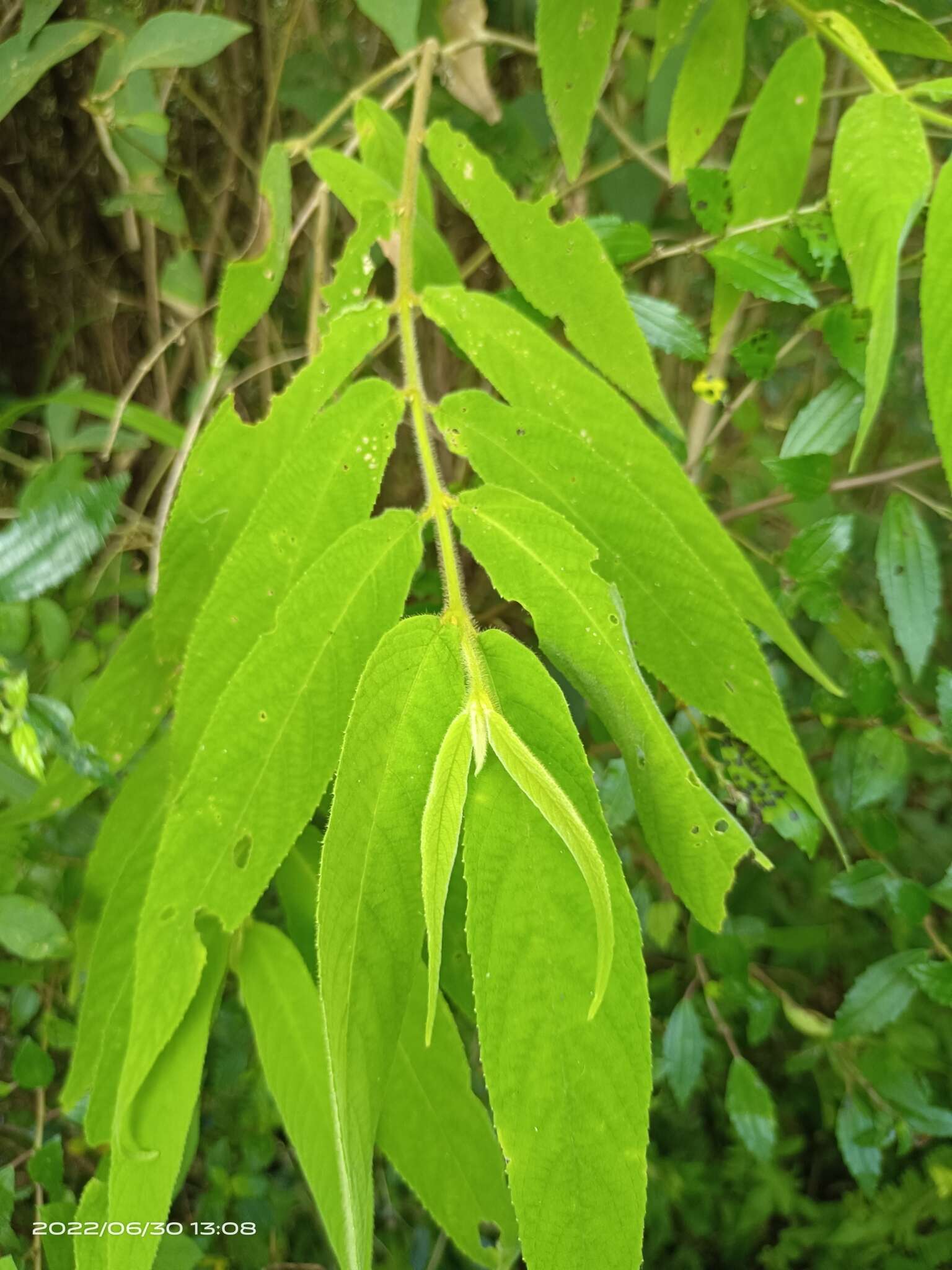 Image of Callicarpa pilosissima Maxim.