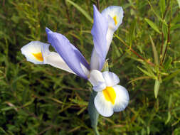 Image of Spanish iris