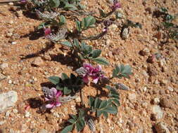 Image of Indigofera auricoma E. Mey.