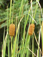 Image of graceful cattail