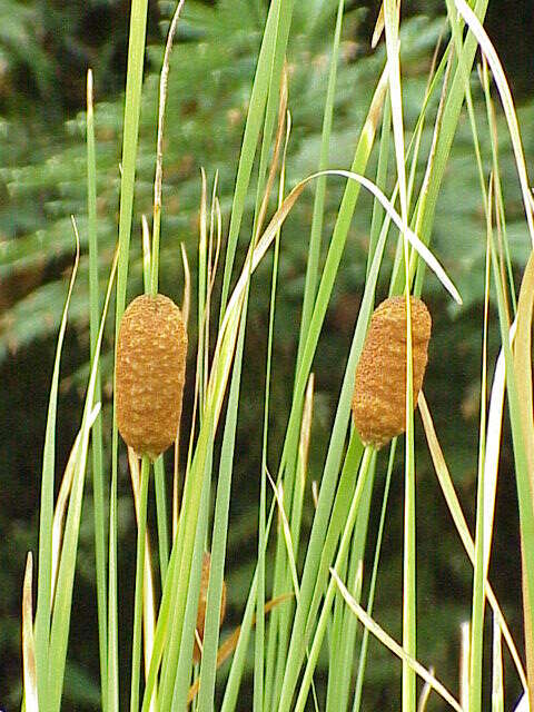 Image of graceful cattail