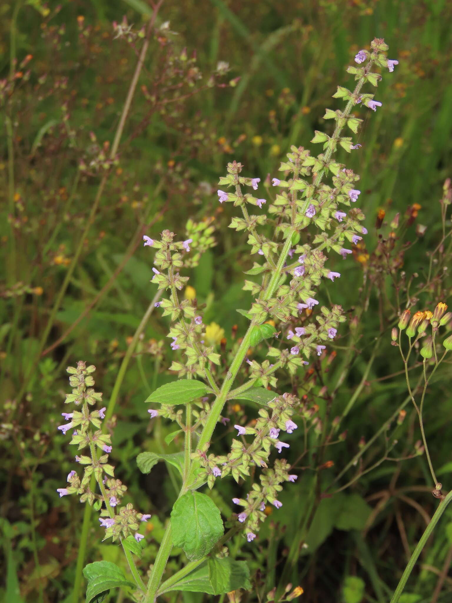 Image of Salvia plebeia R. Br.