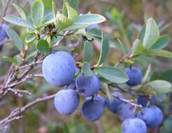 Image of alpine bilberry