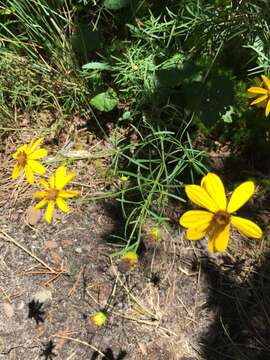 Image of woodland tickseed