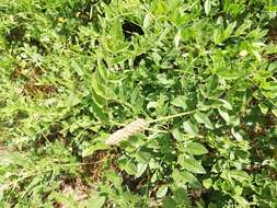 Image of cultivated licorice