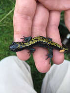 Image of Ambystoma macrodactylum Baird 1850