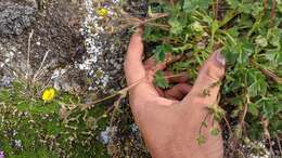 Image of Potentilla hyparctica Malte