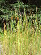 Image of graceful cattail