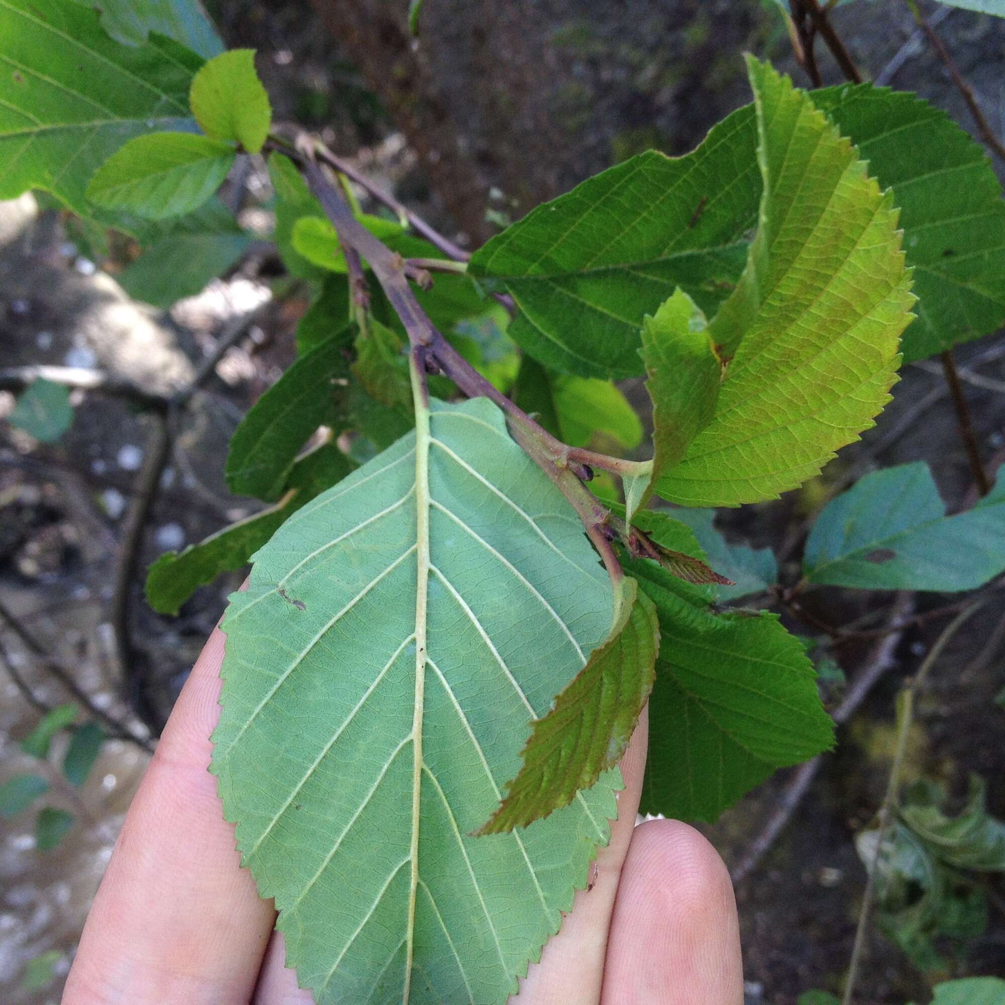 Image of Alnus acuminata subsp. glabrata (Fernald) Furlow