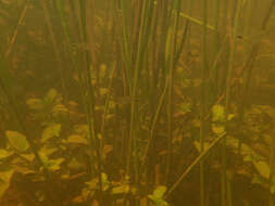 Image of Gold tetra