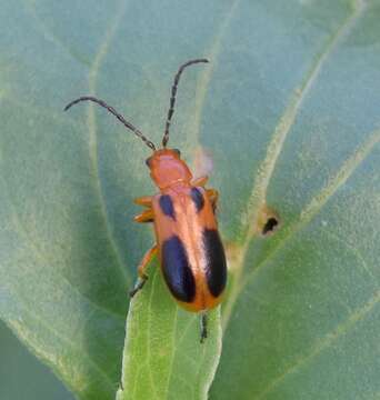 Слика од Phyllobrotica sororia Horn 1896