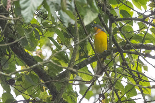 Image of Lagden's Bush Shrike