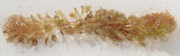 Image of Common Aldrovanda