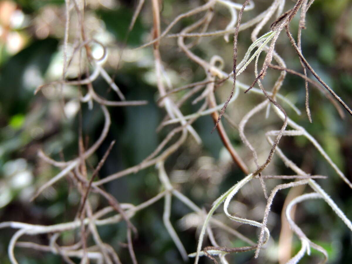 Sivun Tillandsia usneoides (L.) L. kuva