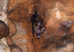 Image of Shield-faced Leaf-nosed Bat